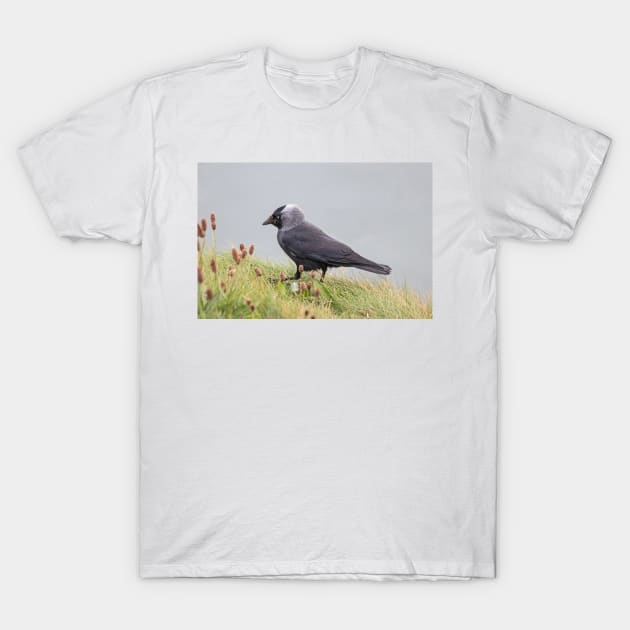 Jackdaw on cliff edge T-Shirt by HazelWright